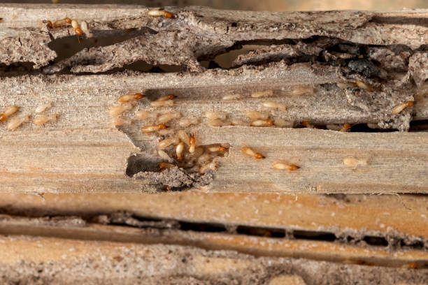 Trusted Oceanport, NJ Pest Control Experts